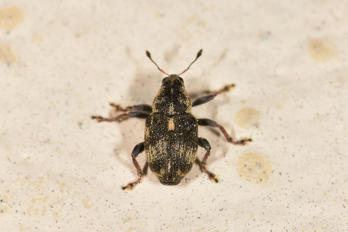 Curculionidae:  Rhinoncus sp.?  S, Rhinoncus perpendicularis